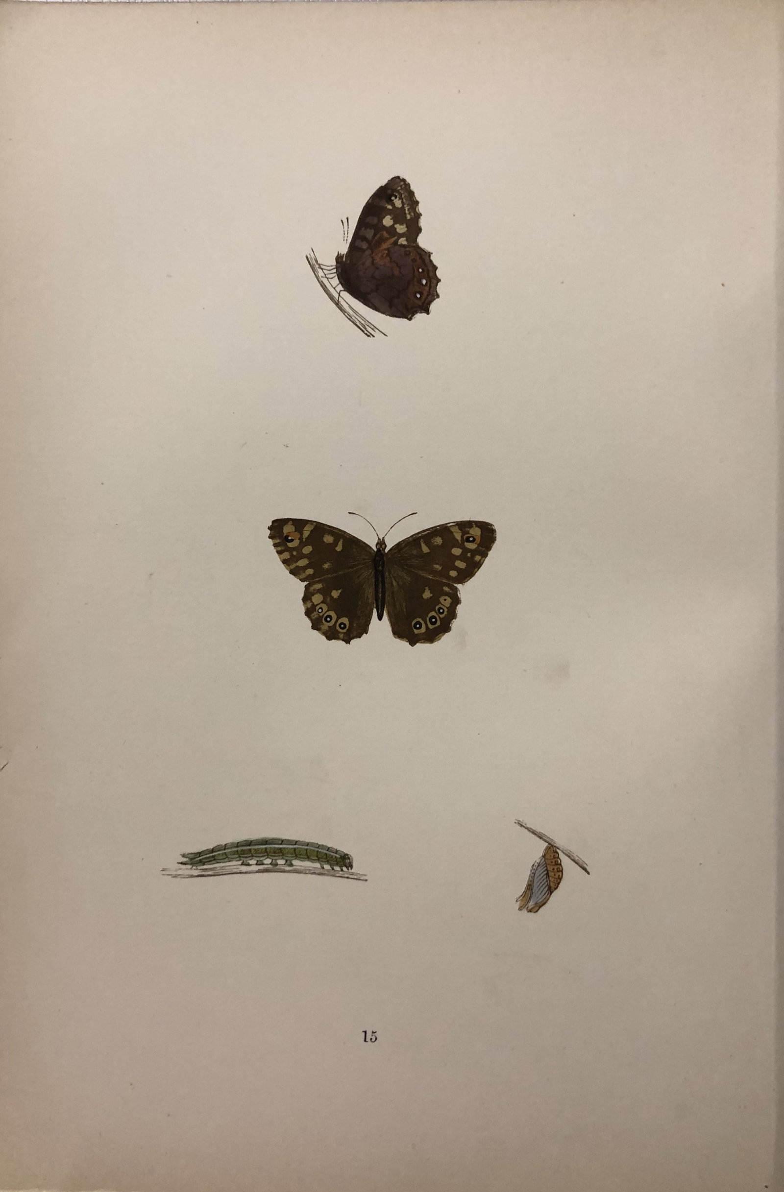 Rev FO Morris -Print of British Butterflies 1895: This print is from A History of British Butterflies by Rev. FO Morris, published by John Nimmo, London 1895. The hand coloured plate shows a selection of butterflies from this authoritative work by Mo