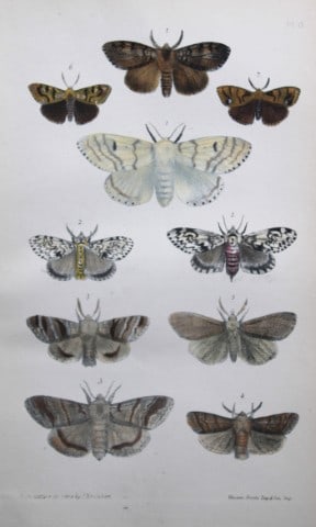 Rev FO Morris - Print of British Moths 1872: This original hand coloured antique print is from ?A Natural History of British Moths by the Rev. F.O. Morris (published by Bell and Daldry, London 1872. The prints were produced by the process of pri