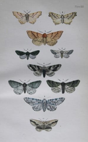 Rev FO Morris - Print of British Moths 1872: This original hand coloured antique print is from ?A Natural History of British Moths by the Rev. F.O. Morris (published by Bell and Daldry, London 1872. The prints were produced by the process of pri