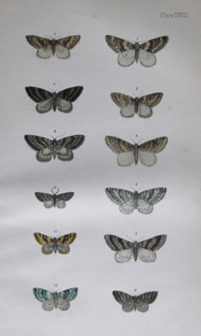 Rev FO Morris - Print of British Moths 1872: This original hand coloured antique print is from ?A Natural History of British Moths by the Rev. F.O. Morris (published by Bell and Daldry, London 1872. The prints were produced by the process of pri