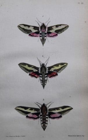 Rev FO Morris - Print of British Moths 1872: This original hand coloured antique print is from ?A Natural History of British Moths by the Rev. F.O. Morris (published by Bell and Daldry, London 1872. The prints were produced by the process of pri