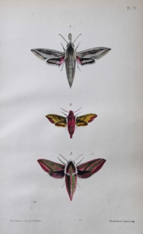 Rev FO Morris - Print of British Moths 1872: This original hand coloured antique print is from ?A Natural History of British Moths by the Rev. F.O. Morris (published by Bell and Daldry, London 1872. The prints were produced by the process of pri
