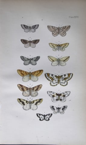 Rev FO Morris - Print of British Moths 1872: This original hand coloured antique print is from ?A Natural History of British Moths by the Rev. F.O. Morris (published by Bell and Daldry, London 1872. The prints were produced by the process of pri