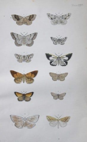Rev FO Morris - Print of British Moths 1872: This original hand coloured antique print is from ?A Natural History of British Moths by the Rev. F.O. Morris (published by Bell and Daldry, London 1872. The prints were produced by the process of pri