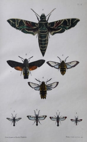 Rev FO Morris - Print of British Moths 1872: This original hand coloured antique print is from ?A Natural History of British Moths by the Rev. F.O. Morris (published by Bell and Daldry, London 1872. The prints were produced by the process of pri