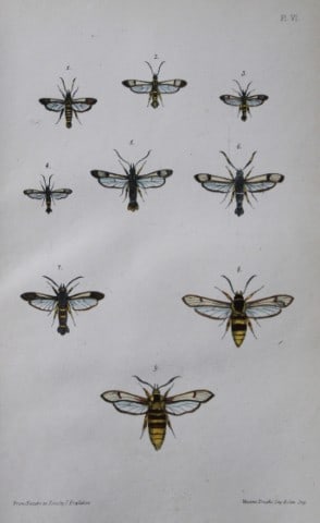 Rev FO Morris - Print of British Moths 1872: This original hand coloured antique print is from ?A Natural History of British Moths by the Rev. F.O. Morris (published by Bell and Daldry, London 1872. The prints were produced by the process of pri