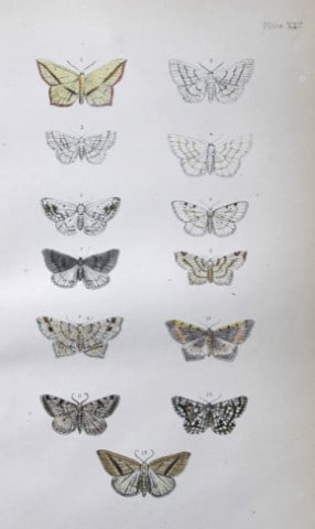 Rev FO Morris - Print of British Moths 1872: This original hand coloured antique print is from ?A Natural History of British Moths by the Rev. F.O. Morris (published by Bell and Daldry, London 1872. The prints were produced by the process of pri