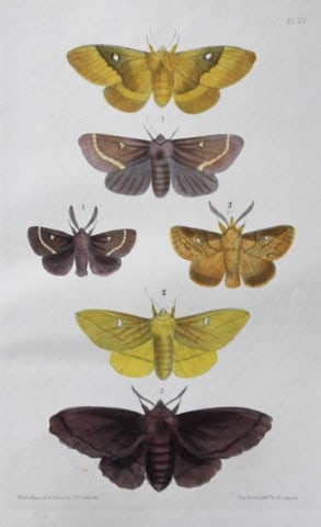 Rev FO Morris - Print of British Moths 1872: This original hand coloured antique print is from ?A Natural History of British Moths by the Rev. F.O. Morris (published by Bell and Daldry, London 1872. The prints were produced by the process of pri