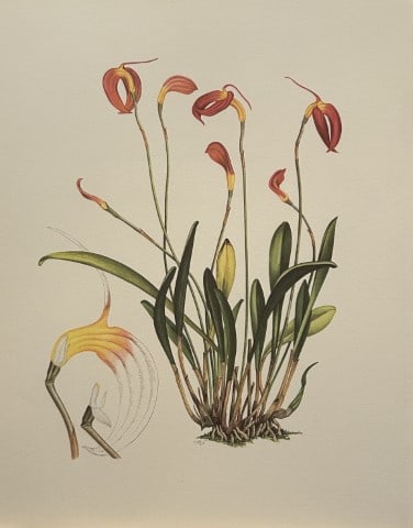 Mary Grierson - Beautiful lithograph of Orchids 1973: This stunning lithograph of orchids was drawn by the artist Mary A Grierson and is from Orchidaceae by Francis Hunt. Published by Bourton Press, Bourton, England 1973. The work gives an excellent intr