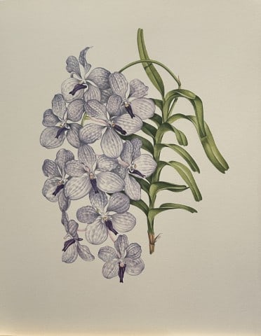 Mary Grierson - Beautiful lithograph of Orchids 1973: This stunning lithograph of orchids was drawn by the artist Mary A Grierson and is from Orchidaceae by Francis Hunt. Published by Bourton Press, Bourton, England 1973. The work gives an excellent intr