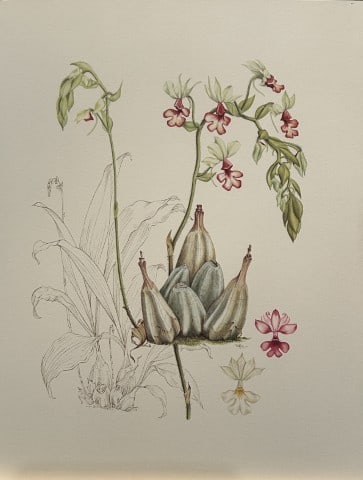 Mary Grierson - Beautiful lithograph of Orchids 1973: This stunning lithograph of orchids was drawn by the artist Mary A Grierson and is from Orchidaceae by Francis Hunt. Published by Bourton Press, Bourton, England 1973. The work gives an excellent intr
