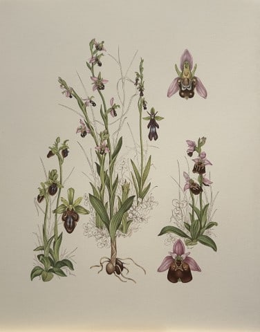 Mary Grierson - Beautiful lithograph of Orchids 1973: This stunning lithograph of orchids was drawn by the artist Mary A Grierson and is from Orchidaceae by Francis Hunt. Published by Bourton Press, Bourton, England 1973. The work gives an excellent intr
