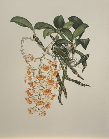 Mary Grierson - Beautiful lithograph of Orchids 1973: This stunning lithograph of orchids was drawn by the artist Mary A Grierson and is from Orchidaceae by Francis Hunt. Published by Bourton Press, Bourton, England 1973. The work gives an excellent intr
