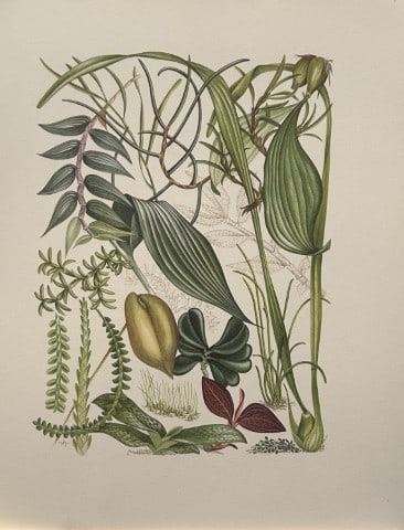 Mary Grierson - Beautiful lithograph of Orchids 1973: This stunning lithograph of orchids was drawn by the artist Mary A Grierson and is from Orchidaceae by Francis Hunt. Published by Bourton Press, Bourton, England 1973. The work gives an excellent intr