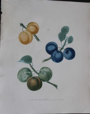 George Brookshaw - Plate XII Plum varieties from Pomona Britannica 1818: This aquatint engraving, with some stipple, printed in colours and finished by hand is from Pomona Britannica by George Brookshaw. Printed by Bensley and Son and Published by Longman, Hurst, Rees, Orm