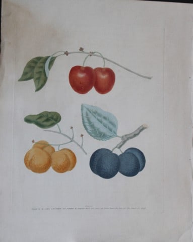 George Brookshaw - Plate X Plum varieties from Pomona Britannica 1818: This aquatint engraving, with some stipple, printed in colours and finished by hand is from Pomona Britannica by George Brookshaw. Printed by Bensley and Son and Published by Longman, Hurst, Rees, Orm