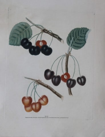 George Brookshaw - Plate VII Cherry varieties from Pomona Britannica 1818: This aquatint engraving, with some stipple, printed in colours and finished by hand is from Pomona Britannica by George Brookshaw. Printed by Bensley and Son and Published by Longman, Hurst, Rees, Orm