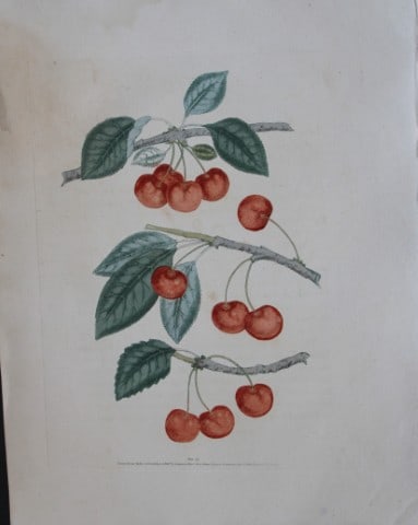 George Brookshaw - Plate IX Cherry varieties from Pomona Britannica 1818: This aquatint engraving, with some stipple, printed in colours and finished by hand is from Pomona Britannica by George Brookshaw. Printed by Bensley and Son and Published by Longman, Hurst, Rees, Orm