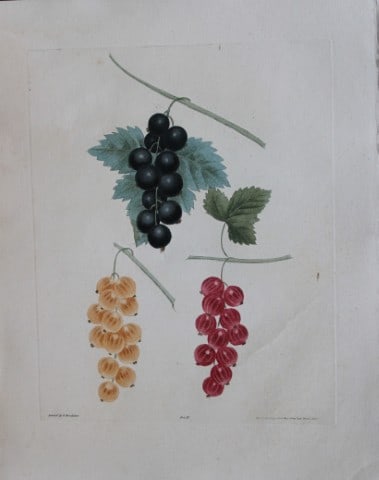 George Brookshaw - Plate III Currant varieties from Pomona Britannica 1818: This aquatint engraving, with some stipple, printed in colours and finished by hand is from Pomona Britannica by George Brookshaw. Printed by Bensley and Son and Published by Longman, Hurst, Rees, Orm