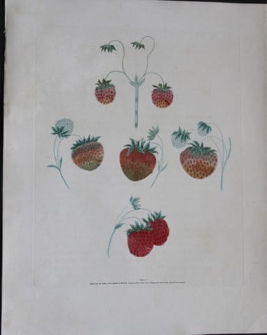 George Brookshaw - Plate I Strawberry varieties from Pomona Britannica 1818: This aquatint engraving, with some stipple, printed in colours and finished by hand is from Pomona Britannica by George Brookshaw. Printed by Bensley and Son and Published by Longman, Hurst, Rees, Orm
