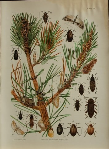 Louis Joutel - Comm Of Fisheries etc of State of New York 1898: This rare print is an original antique chromolithograph by Louis Hippolyte Joutel from the 1898 Fourth Annual Report of the Commissioners of Fisheries, Game and Forests of the State of New York, publi