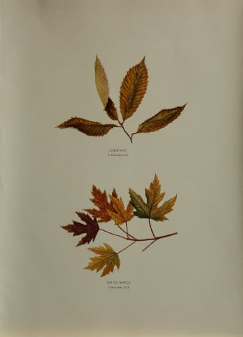 Louis Joutel - Comm Of Fisheries etc of State of New York 1898: This rare print is an original antique chromolithograph by Louis Hippolyte Joutel from the 1898 Fourth Annual Report of the Commissioners of Fisheries, Game and Forests of the State of New York, publi