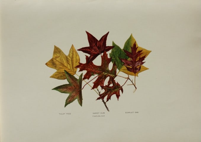 Louis Joutel - Comm Of Fisheries etc of State of New York 1898: This rare print is an original antique chromolithograph by Louis Hippolyte Joutel from the 1898 Fourth Annual Report of the Commissioners of Fisheries, Game and Forests of the State of New York, publi