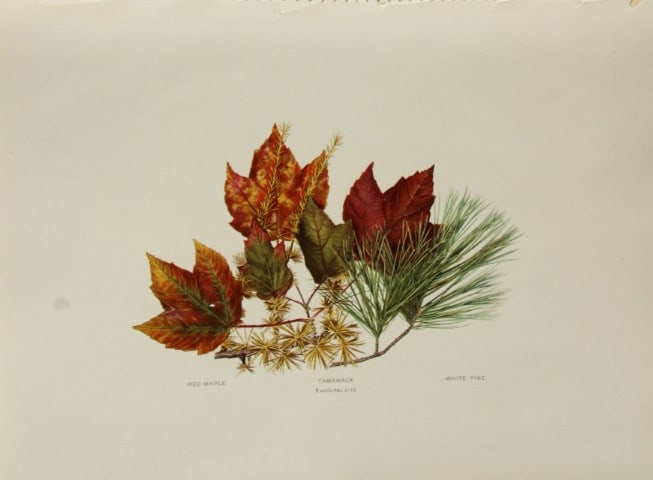 Louis Joutel - Comm Of Fisheries etc of State of New York 1898: This rare print is an original antique chromolithograph by Louis Hippolyte Joutel from the 1898 Fourth Annual Report of the Commissioners of Fisheries, Game and Forests of the State of New York, publi