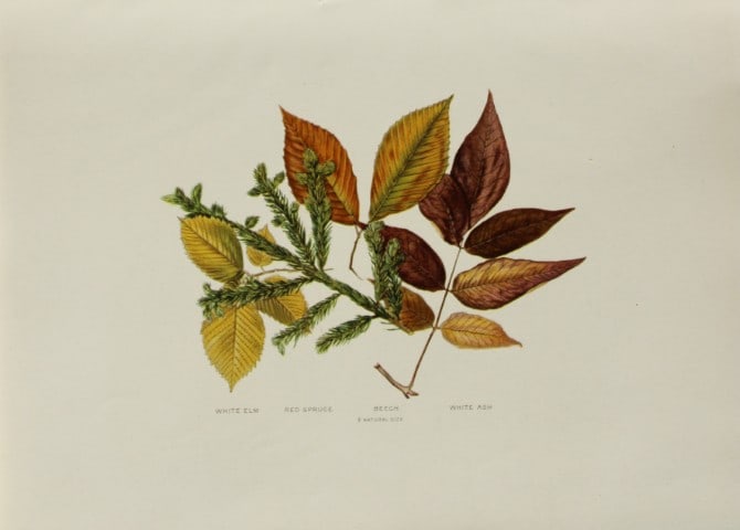 Louis Joutel - Comm Of Fisheries etc of State of New York 1898: This rare print is an original antique chromolithograph by Louis Hippolyte Joutel from the 1898 Fourth Annual Report of the Commissioners of Fisheries, Game and Forests of the State of New York, publi
