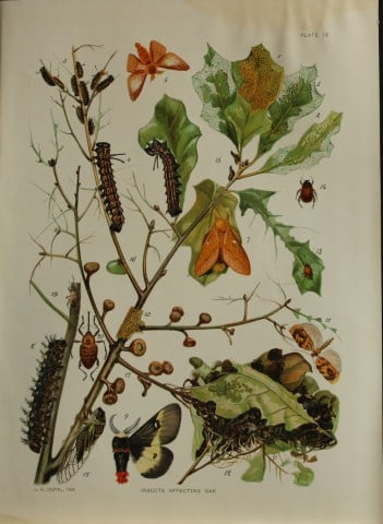 Louis Joutel - Comm Of Fisheries etc of State of New York 1898: This rare print is an original antique chromolithograph by Louis Hippolyte Joutel from the 1898 Fourth Annual Report of the Commissioners of Fisheries, Game and Forests of the State of New York, publi