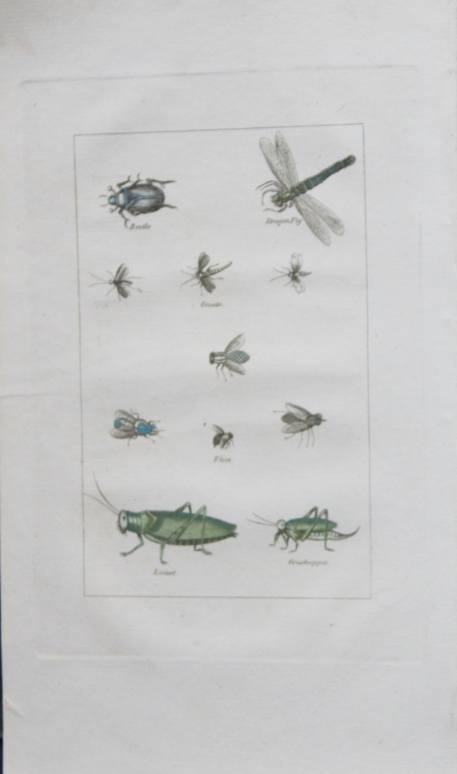 Buffon's Natural History - Hand coloured engraving of Dragonfly etc 1808: This original hand coloured copper plate engraving is from Buffon?s Natural History 1808.The hand colouring is original, and the paper is creamy white. It is in very good condition.Buffon was a French