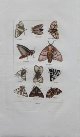 Buffon's Natural History - Hand coloured engraving of Moths 1808: This original hand coloured copper plate engraving is from Buffon?s Natural History 1808.The hand colouring is original, and the paper is creamy white. It is in very good condition.Buffon was a French