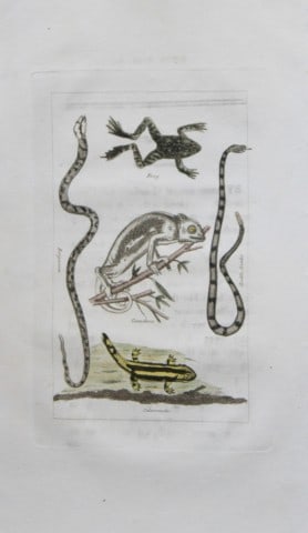 Buffon's Natural History - Hand coloured engraving of Reptiles 1808: This original hand coloured copper plate engraving is from Buffon?s Natural History 1808.The hand colouring is original, and the paper is creamy white. It is in very good condition.Buffon was a French