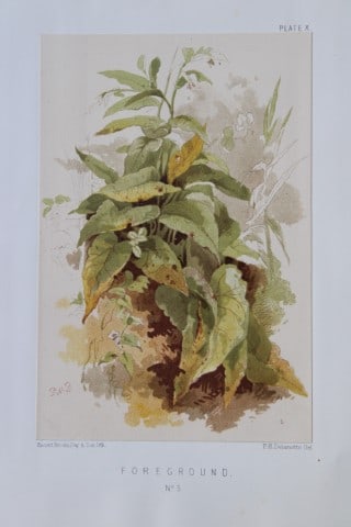 PH Delamotte - Chromolithograph of Foregrounds 1888 (1 of 2)
