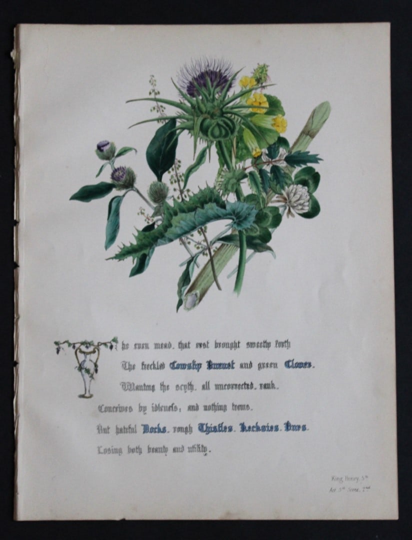 Jane E Giraud - Original lithograph from Flowers of Shakespeare 1845: This original hand-coloured floral print is from The Flowers of Shakespeare by Jane Elizabeth Giraud, Published privately, Faversham, 1845. The prints in this work are beautifully illustrated and are 