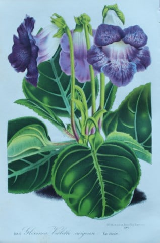 Lemaire & van Houtte - Original print from Flore des Serres 1867: This chromolithograph is from Flore de Serres et des Jardins de l'Europe (Flowers of the Greenhouses and Gardens of Europe) by Louis van Houtte and Charles Lemaire, 1867. These superbly illustrated pl