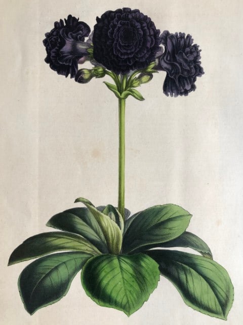 Lemaire & van Houtte - Original print from Flore des Serres 1867: This chromolithograph is from Flore de Serres et des Jardins de l'Europe (Flowers of the Greenhouses and Gardens of Europe) by Louis van Houtte and Charles Lemaire, 1867. These superbly illustrated pl