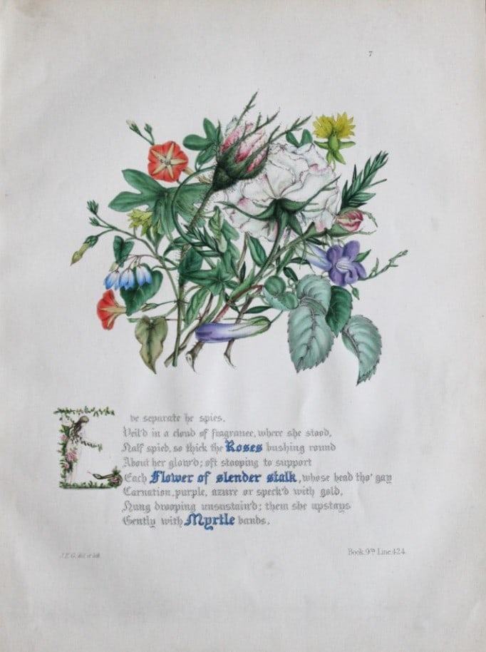 Jane E Giraud - Hand coloured print from Flowers of Milton 1846: This original hand-coloured floral print is from The Flowers of Milton by Jane Elizabeth Giraud, Published privately, Faversham, 1846. These prints are beautifully illustrated and are accompanied by a
