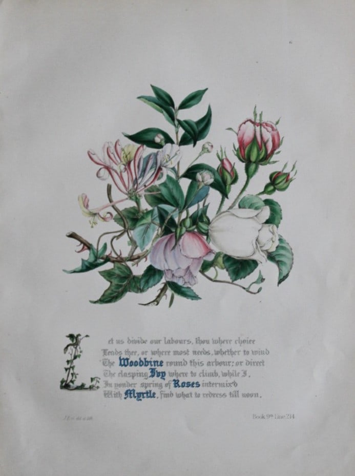Jane E Giraud - Hand coloured print from Flowers of Milton 1846: This original hand-coloured floral print is from The Flowers of Milton by Jane Elizabeth Giraud, Published privately, Faversham, 1846. These prints are beautifully illustrated and are accompanied by a