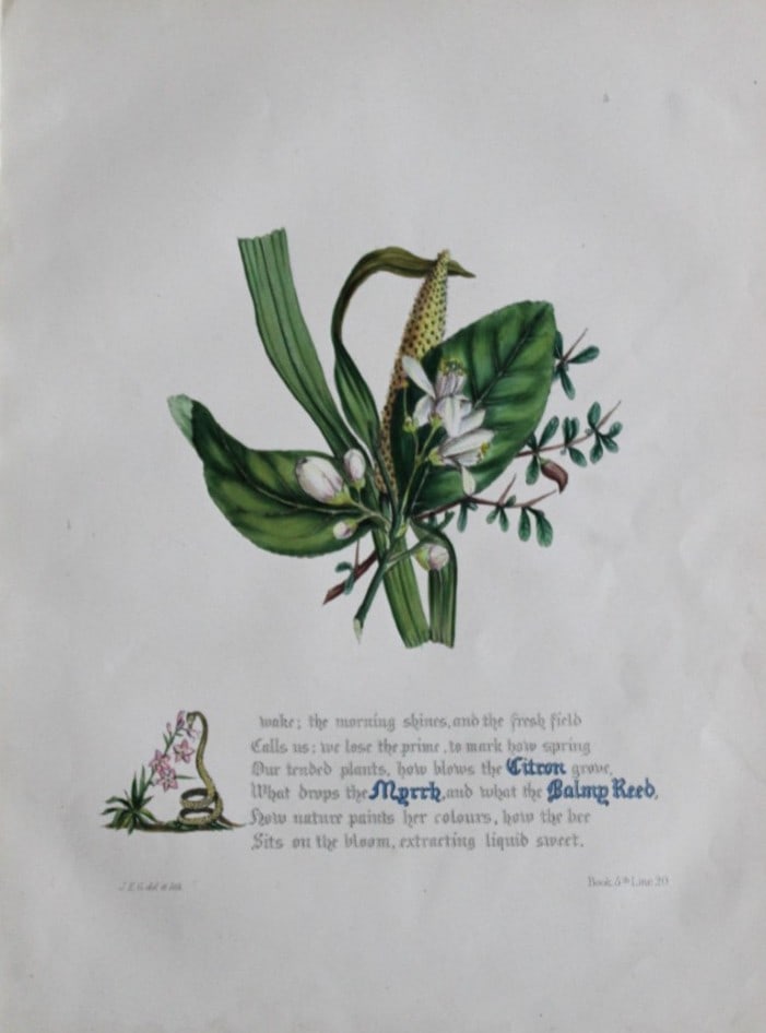 Jane E Giraud - Hand coloured print from Flowers of Milton 1846: This original hand-coloured floral print is from The Flowers of Milton by Jane Elizabeth Giraud, Published privately, Faversham, 1846. These prints are beautifully illustrated and are accompanied by a