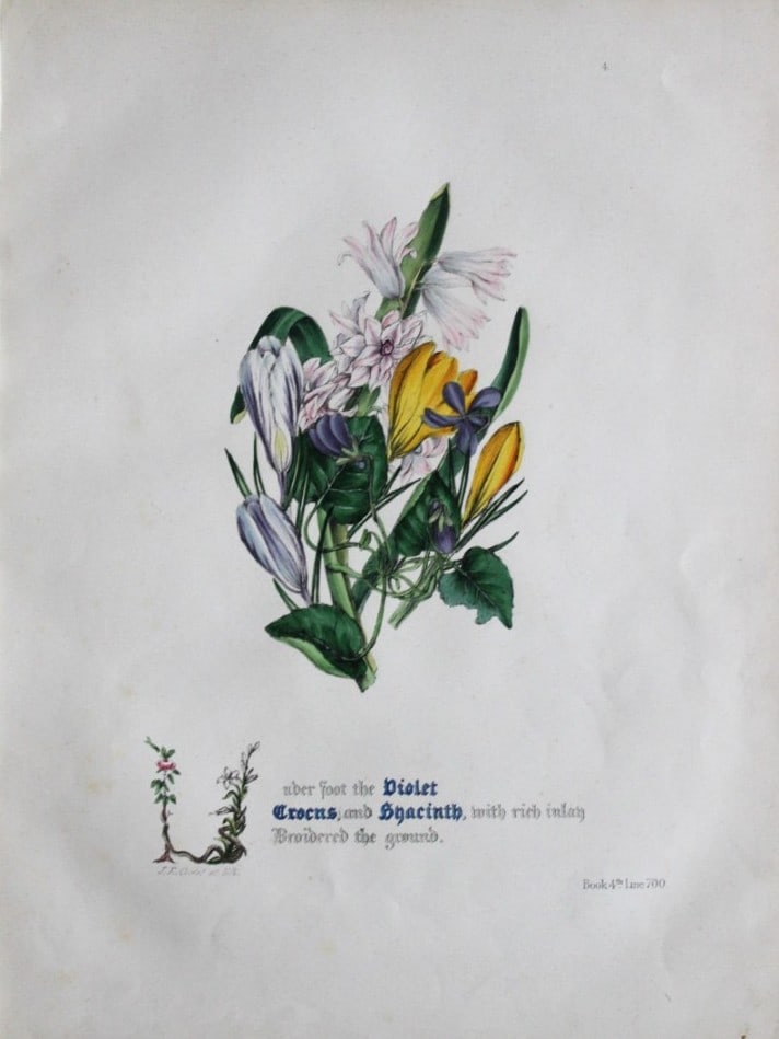 Jane E Giraud - Hand coloured print from Flowers of Milton 1846: This original hand-coloured floral print is from The Flowers of Milton by Jane Elizabeth Giraud, Published privately, Faversham, 1846. These prints are beautifully illustrated and are accompanied by a