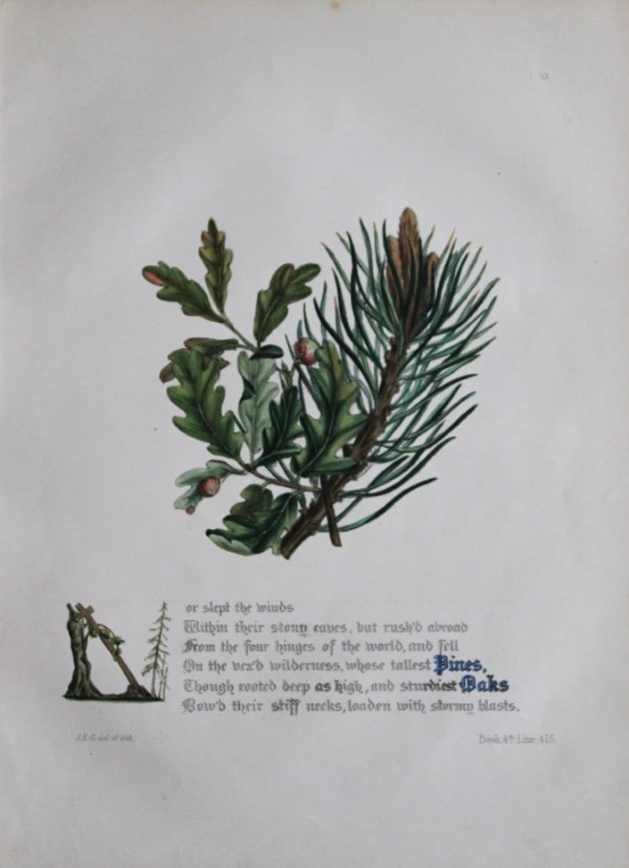Jane E Giraud - Hand coloured print from Flowers of Milton 1846: This original hand-coloured floral print is from The Flowers of Milton by Jane Elizabeth Giraud, Published privately, Faversham, 1846. These prints are beautifully illustrated and are accompanied by a