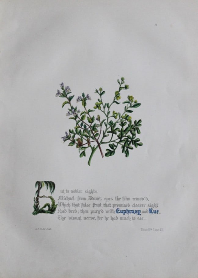Jane E Giraud - Hand coloured print from Flowers of Milton 1846: This original hand-coloured floral print is from The Flowers of Milton by Jane Elizabeth Giraud, Published privately, Faversham, 1846. These prints are beautifully illustrated and are accompanied by a