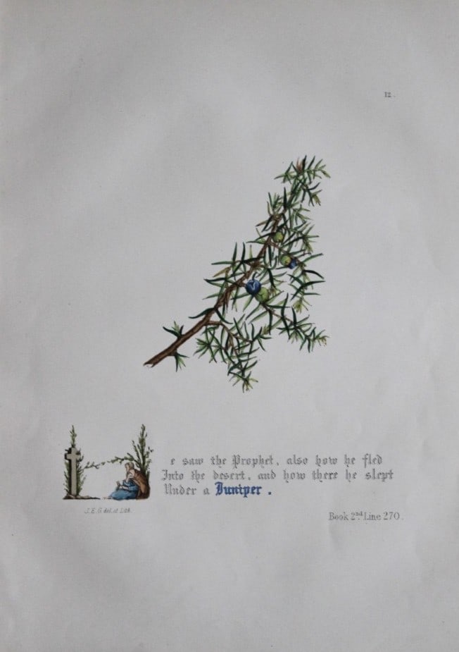 Jane E Giraud - Hand coloured print from Flowers of Milton 1846: This original hand-coloured floral print is from The Flowers of Milton by Jane Elizabeth Giraud, Published privately, Faversham, 1846. These prints are beautifully illustrated and are accompanied by a