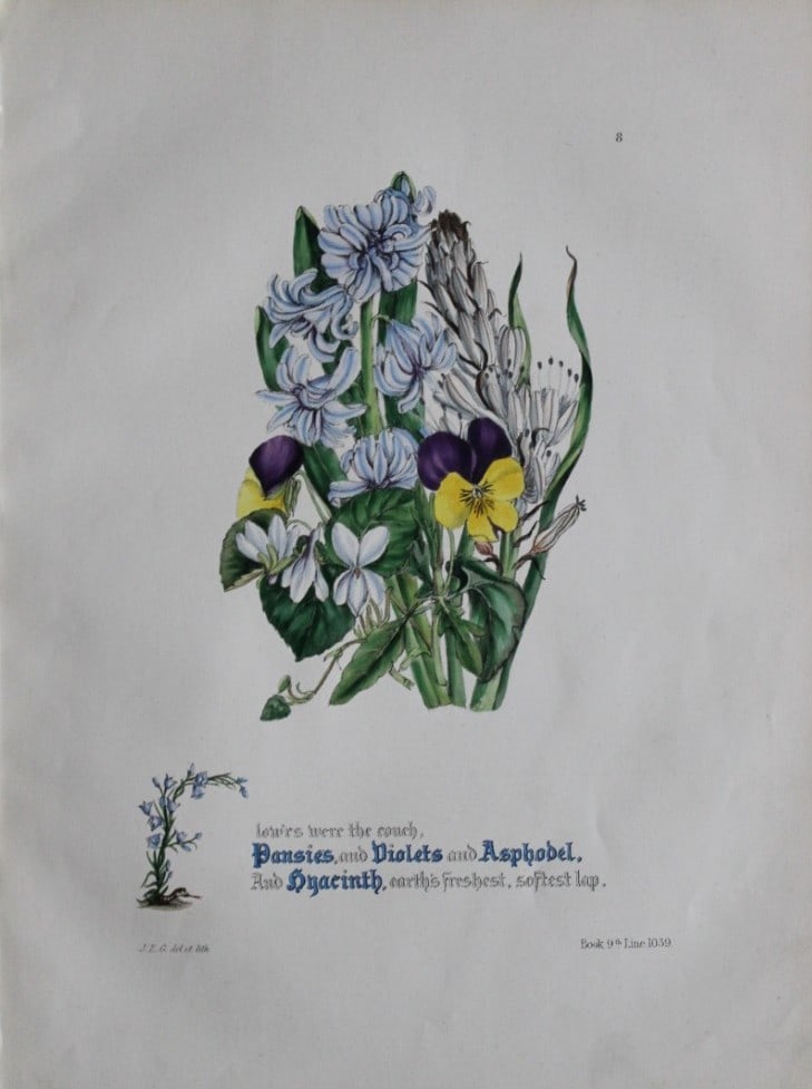 Jane E Giraud - Hand coloured print from Flowers of Milton 1846: This original hand-coloured floral print is from The Flowers of Milton by Jane Elizabeth Giraud, Published privately, Faversham, 1846. These prints are beautifully illustrated and are accompanied by a