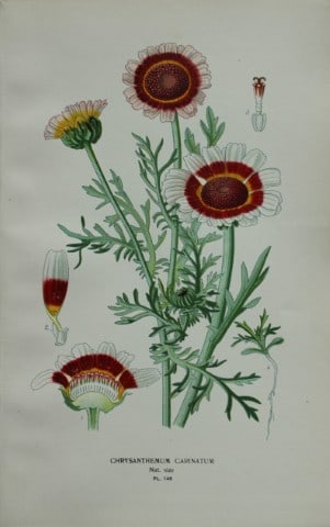 Edward Step - Chromolithograph of flowers 1896: This chromolithographic print is from Favourite Flowers of Garden and Greenhouse by Edward Step FLS and William Watson FRHS. It was published in London by Frederick Warne and Co. 1896Below each print 
