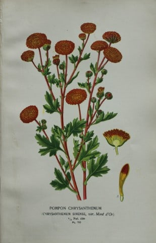 Edward Step - Chromolithograph of flowers 1896: This chromolithographic print is from Favourite Flowers of Garden and Greenhouse by Edward Step FLS and William Watson FRHS. It was published in London by Frederick Warne and Co. 1896Below each print 