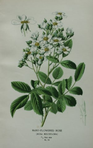 Edward Step - Chromolithograph of flowers 1896: This chromolithographic print is from Favourite Flowers of Garden and Greenhouse by Edward Step FLS and William Watson FRHS. It was published in London by Frederick Warne and Co. 1896Below each print 