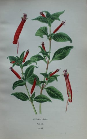 Edward Step - Chromolithograph of flowers 1896: This chromolithographic print is from Favourite Flowers of Garden and Greenhouse by Edward Step FLS and William Watson FRHS. It was published in London by Frederick Warne and Co. 1896Below each print 
