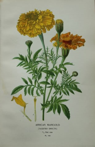 Edward Step - Chromolithograph of flowers 1896: This chromolithographic print is from Favourite Flowers of Garden and Greenhouse by Edward Step FLS and William Watson FRHS. It was published in London by Frederick Warne and Co. 1896Below each print 